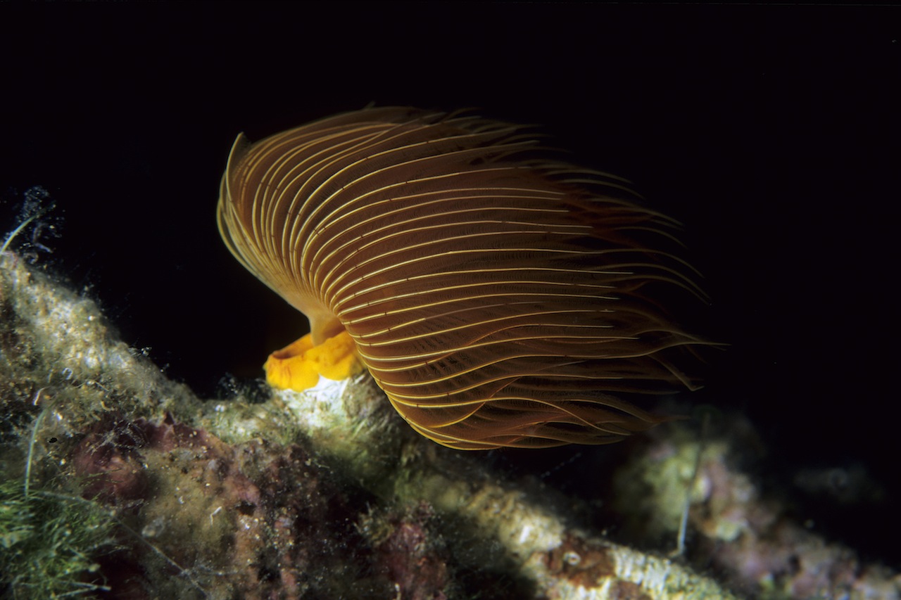Marine life detail on a darker reef near Vis