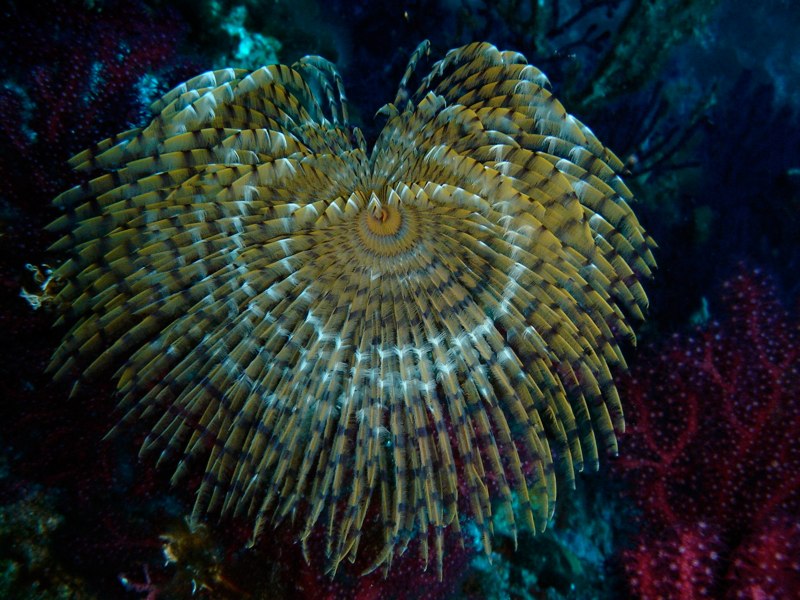 Marine life detail from a wall near Bisevo