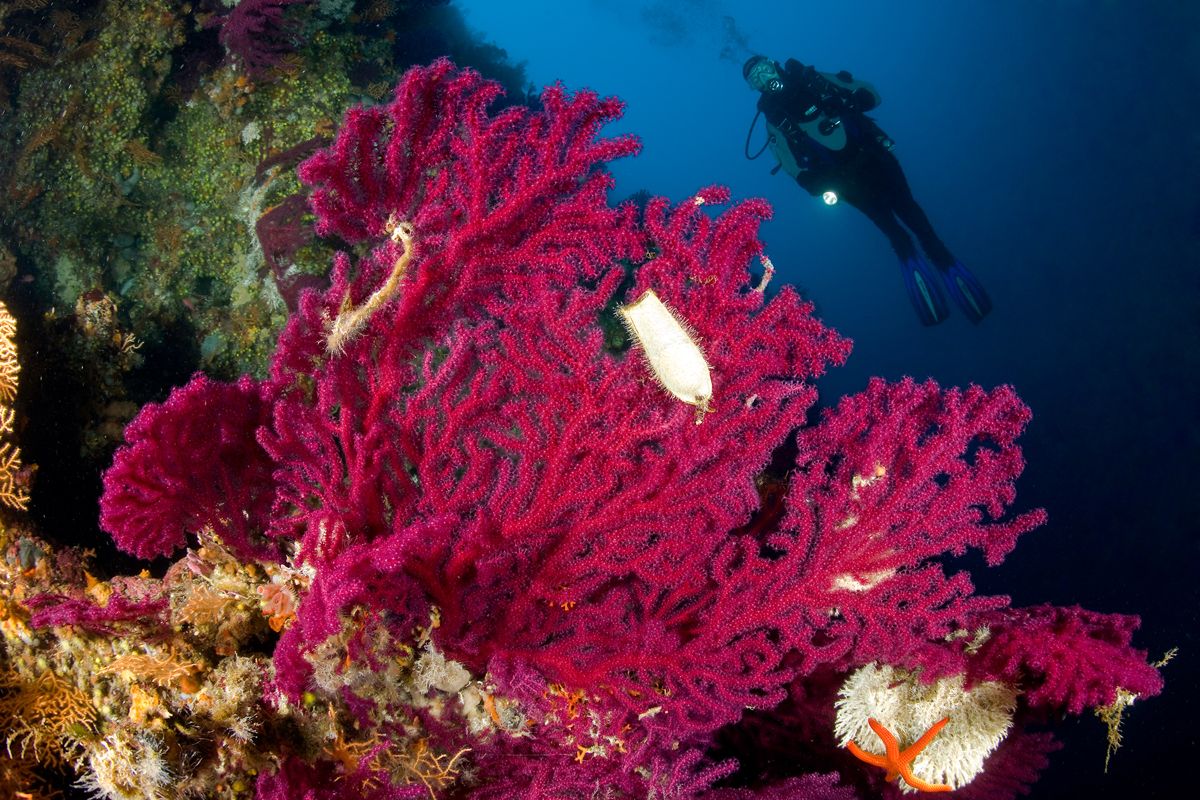 Diver above a coral-covered wall near Vis