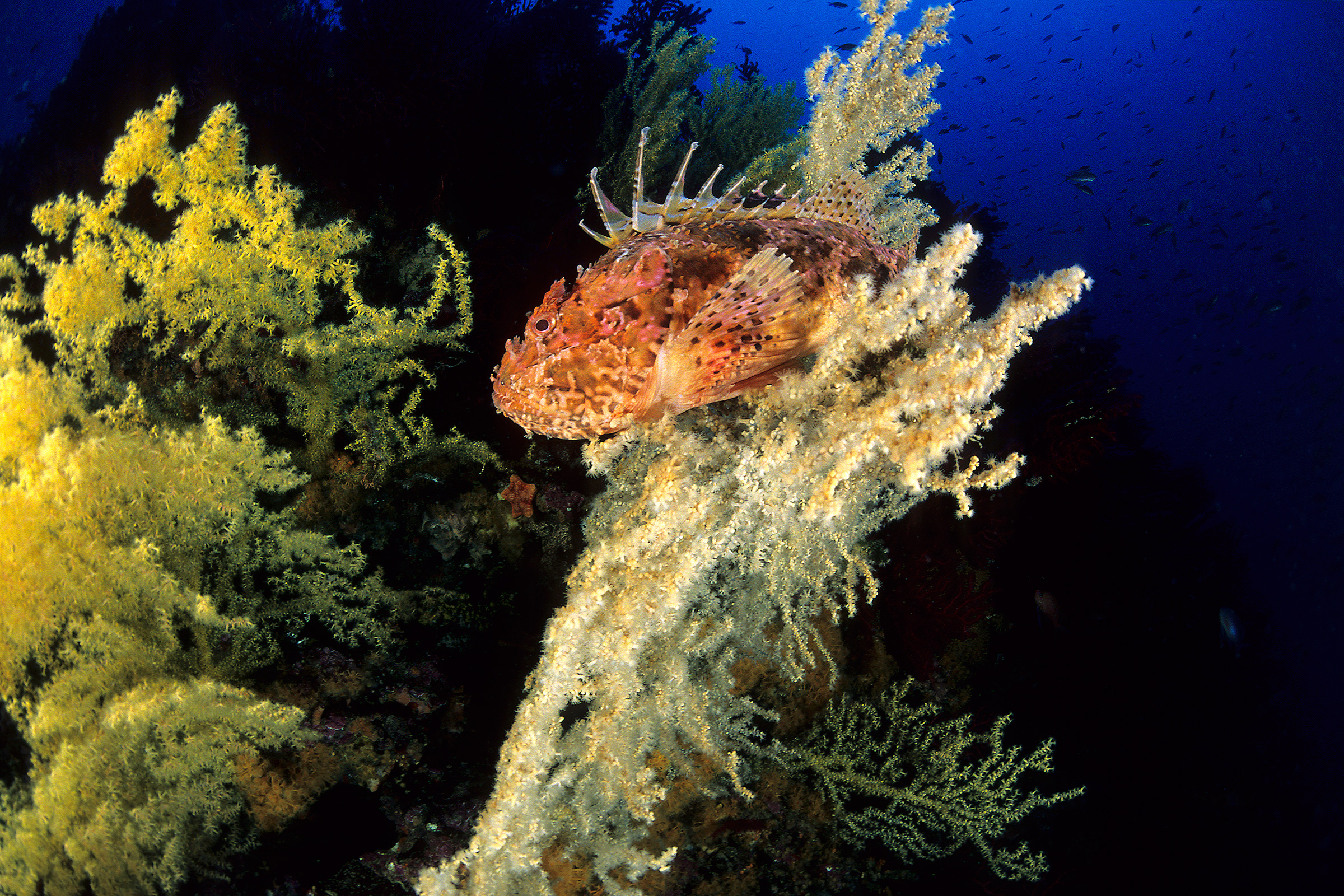 Scorpionfish on a reef near Vis